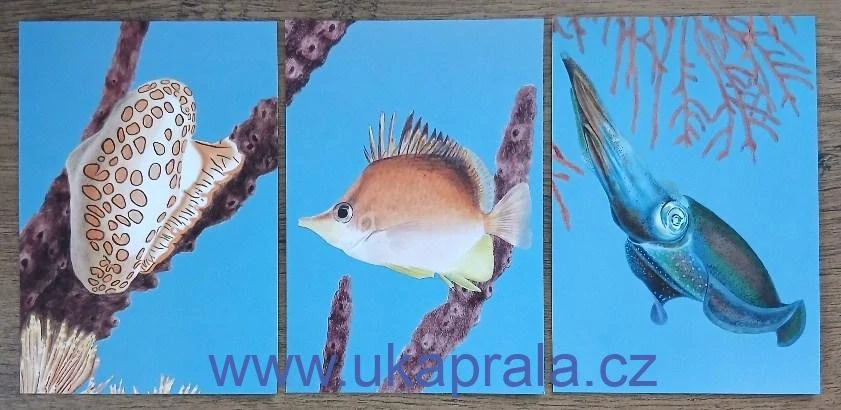 HOLANDSKO ** aršík, Underwater Life Saba, NOVINKA R. 2026