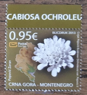 Černá Hora ** 327 fauna a flóra, hlaváč žlutavý r.2013