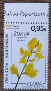 Černá Hora ** 477 vítečník stínovitý, r.2022