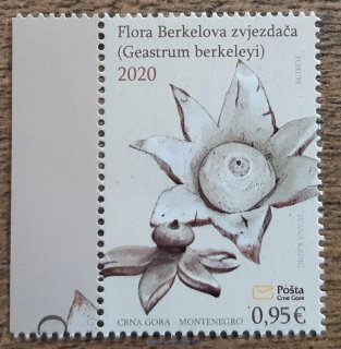 Černá Hora ** 446 houby, hvězdovka Berkeleyova, r.2020