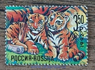 RUSKO raz., tygři, ochrana přírody, r. 1992