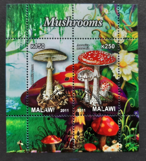 Malawi, raz. aršík, houby, flóra, r. 2011