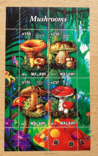 Malawi raz. aršík, houby, r. 2011