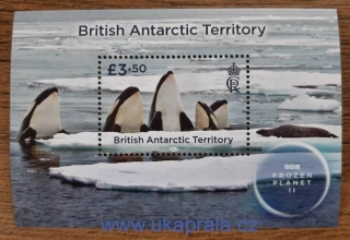 BAT, aršík ** Frozen Planet II, tuleň, kosatky, r. 2023